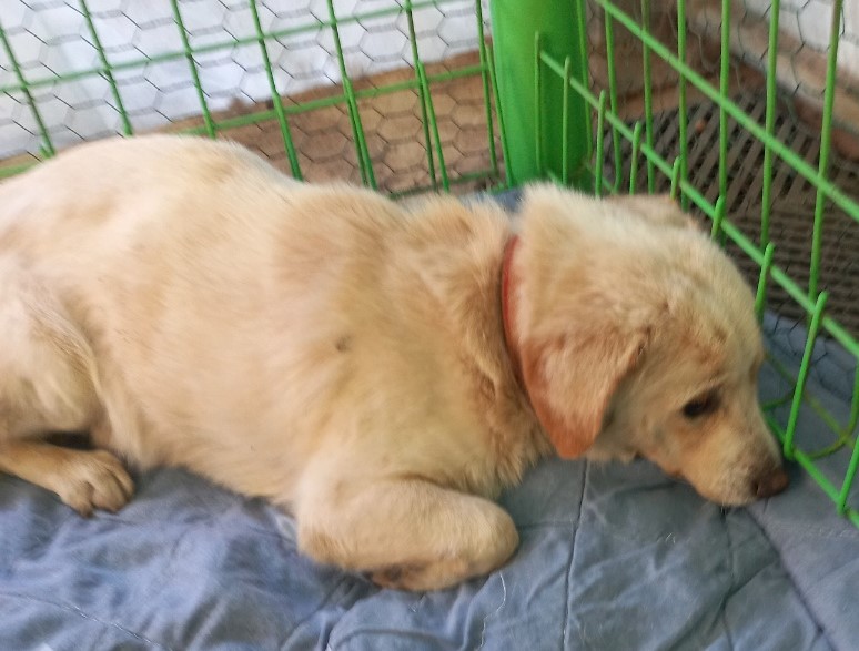 태안 동물보호소_444462202401103