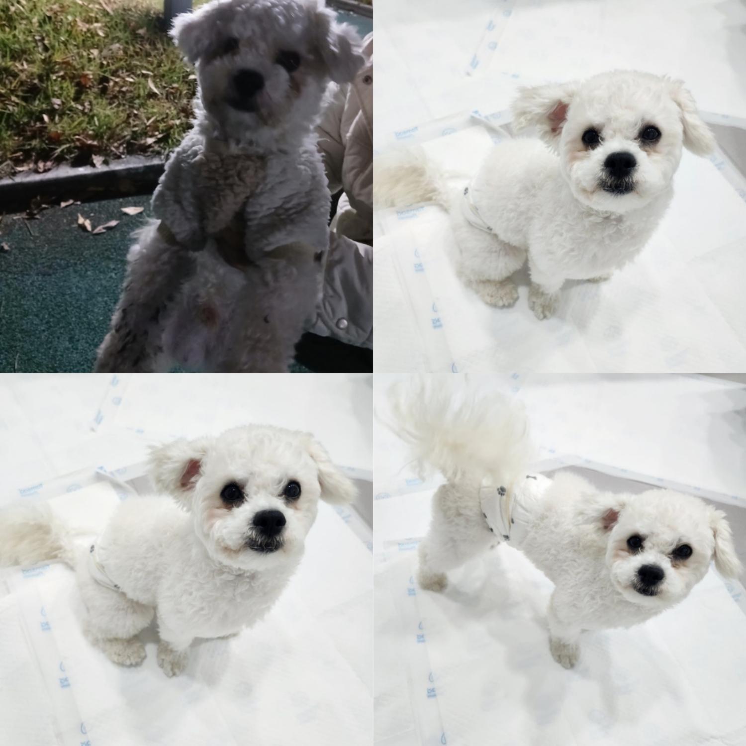반려동물 입양센터_447508202401163