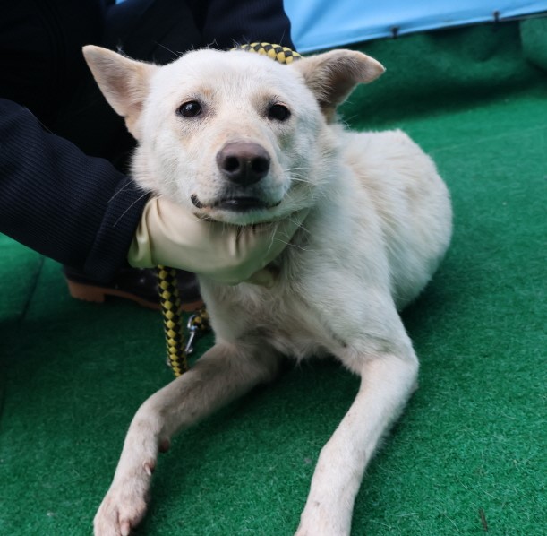 종료(안락사) 믹스…