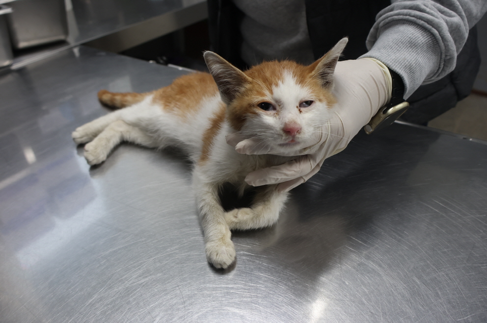 종료(안락사) 한국…