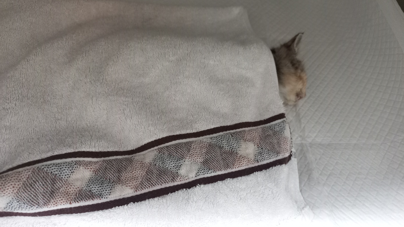 멘토동물병원_427346202401333
