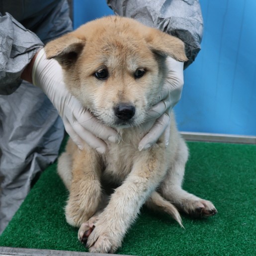 제주 동물보호센터_450650202403458