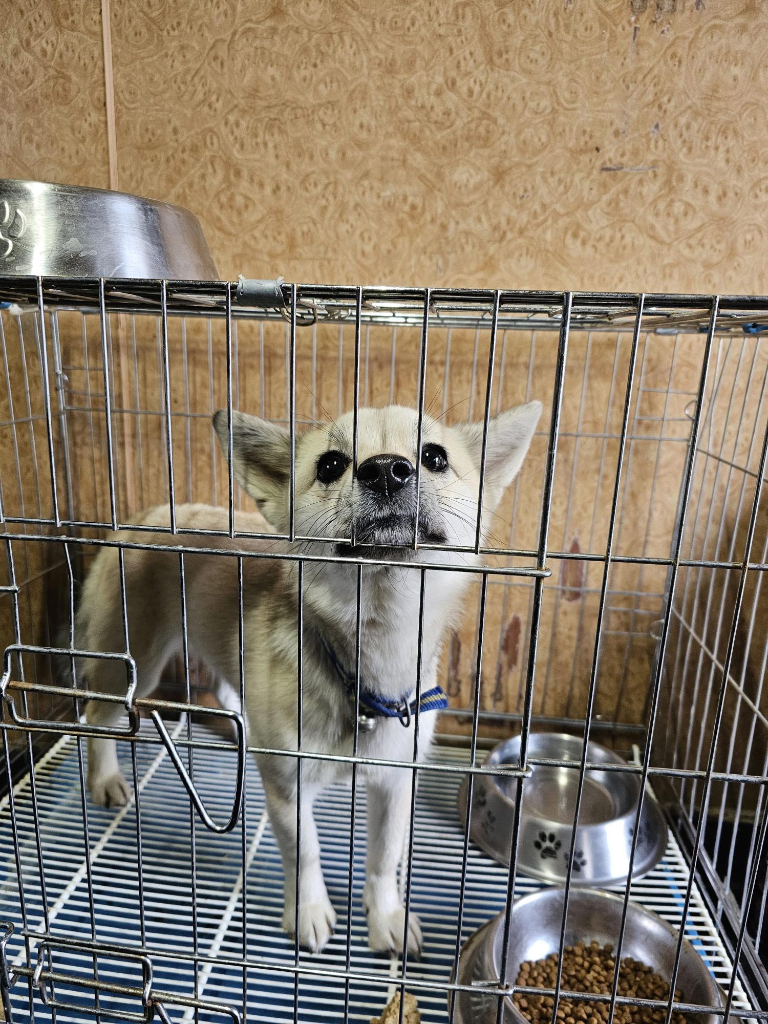 삼척시동물보호센터_442424202400740
