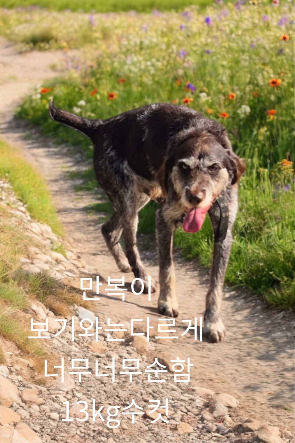 성주유기동물보호센터_447521202400645