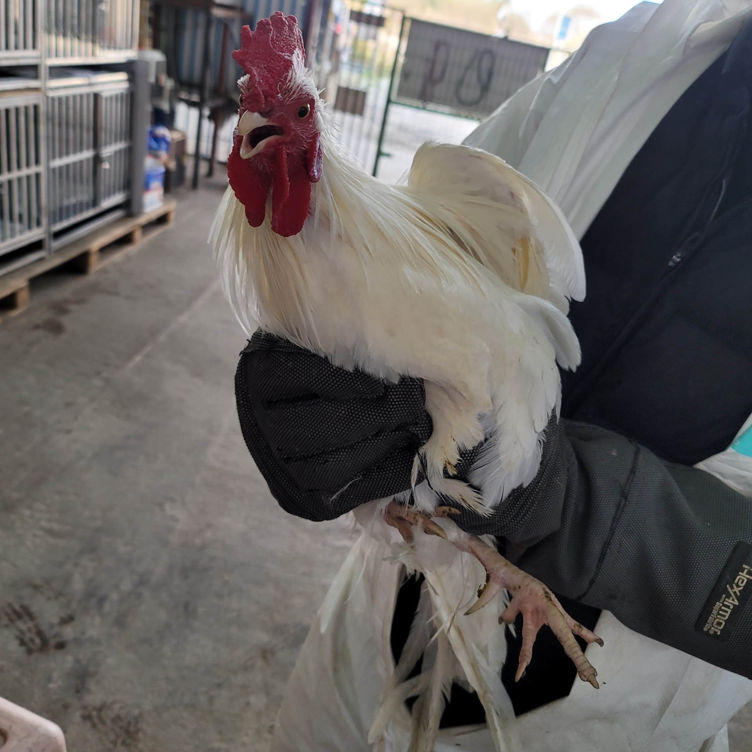 평택시유기동물보호소_441391202403420