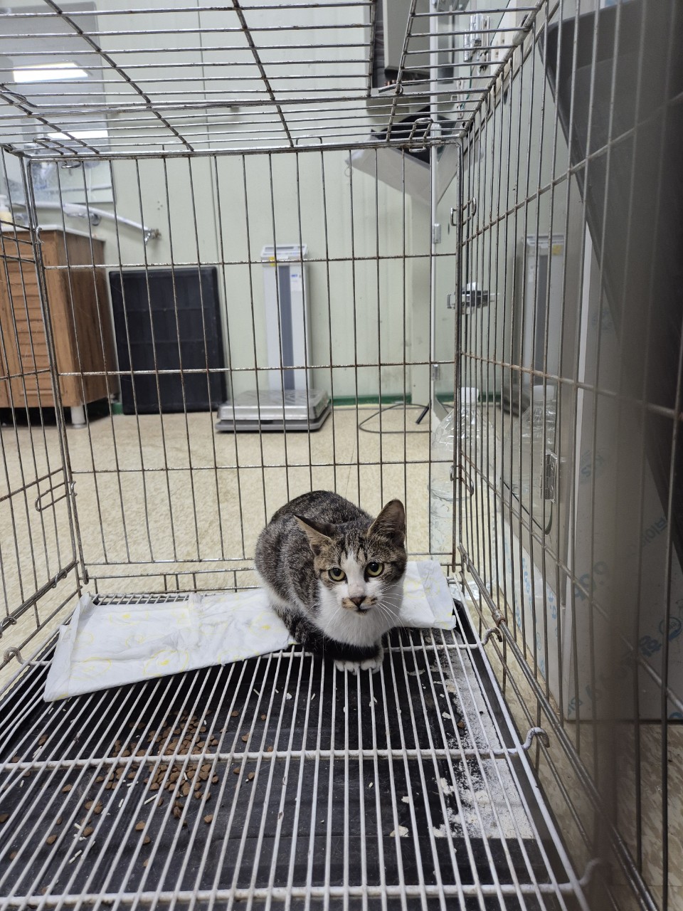 남양주시동물보호센터_441399202402895