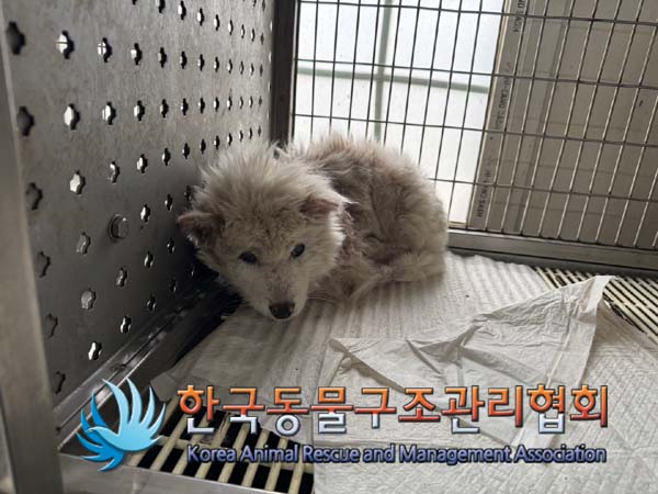 한국동물구조관리협회_441559202401359
