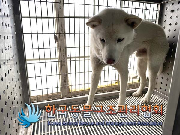 한국동물구조관리협회_441560202401385