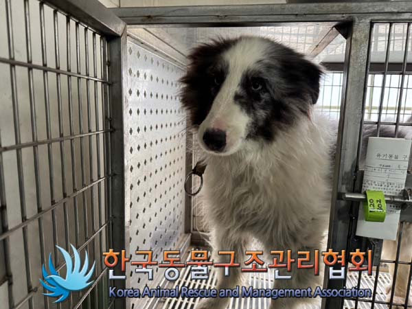 한국동물구조관리협회_441560202401386