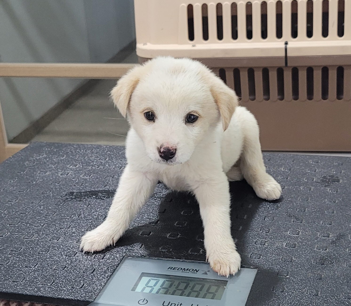 울진군동물보호센터_447525202400546