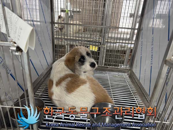 한국동물구조관리협회_441560202401388