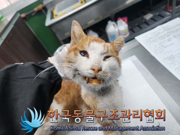 한국동물구조관리협회_411316202400879
