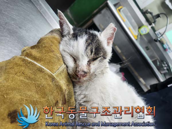 한국동물구조관리협회_411316202400878