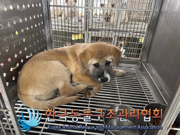 한국동물구조관리협회_441560202401389