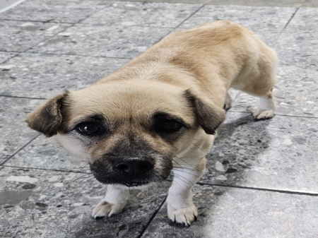 원주시동물보호센터_442419202400900