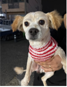 종료(반환) 믹스견…