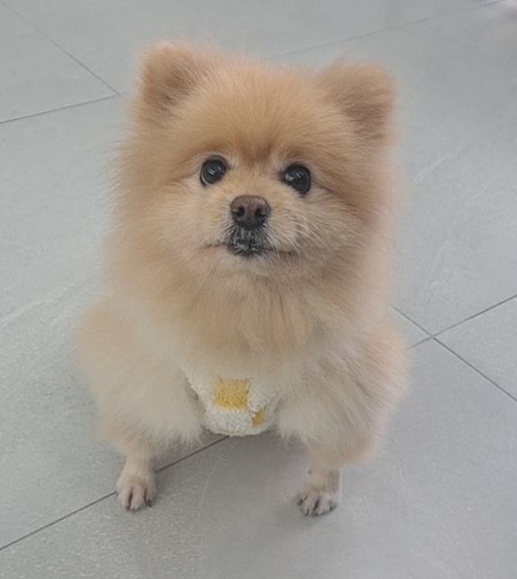 수원시 동물보호센터_441374202401504