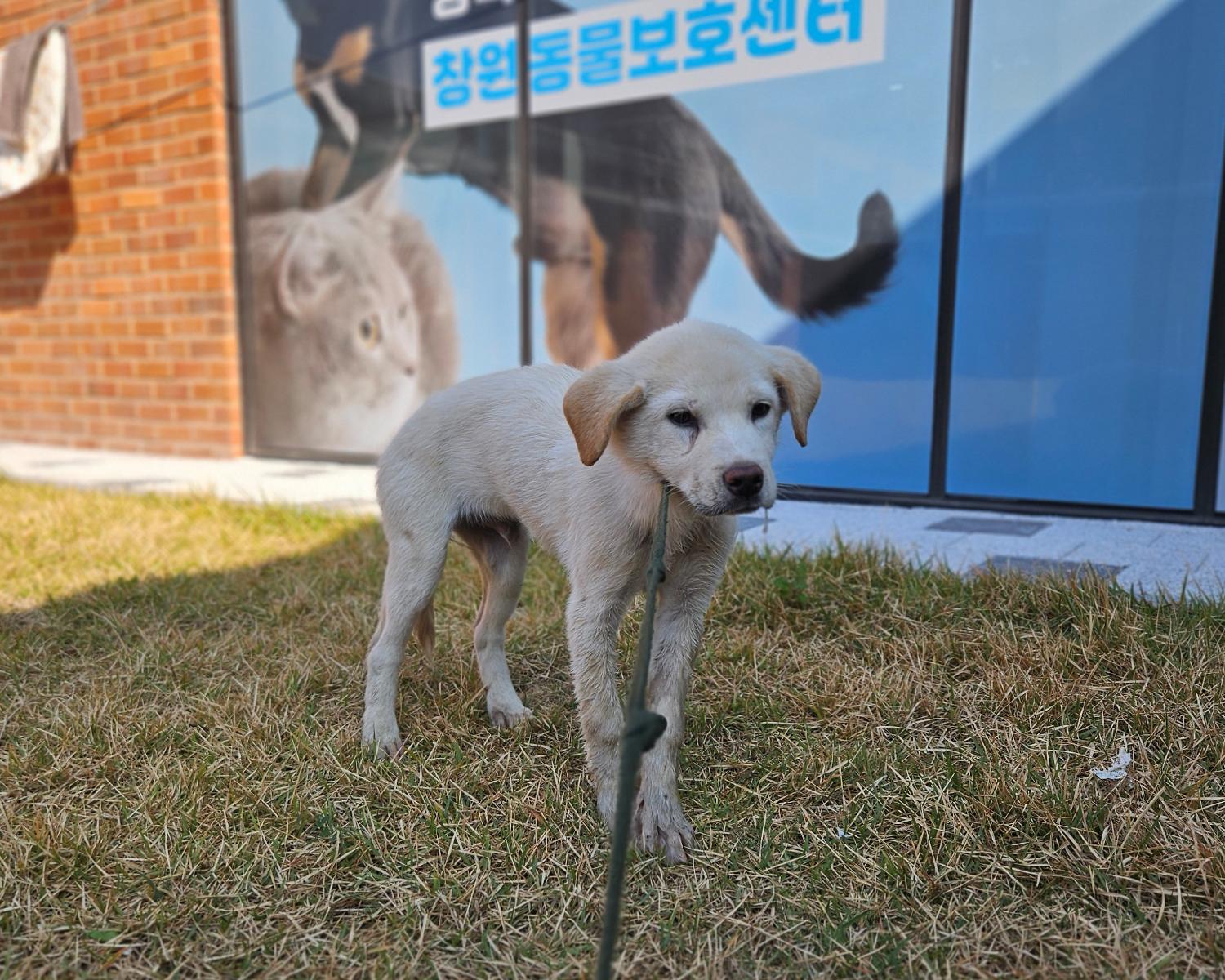 창원유기동물보호소_448567202401301