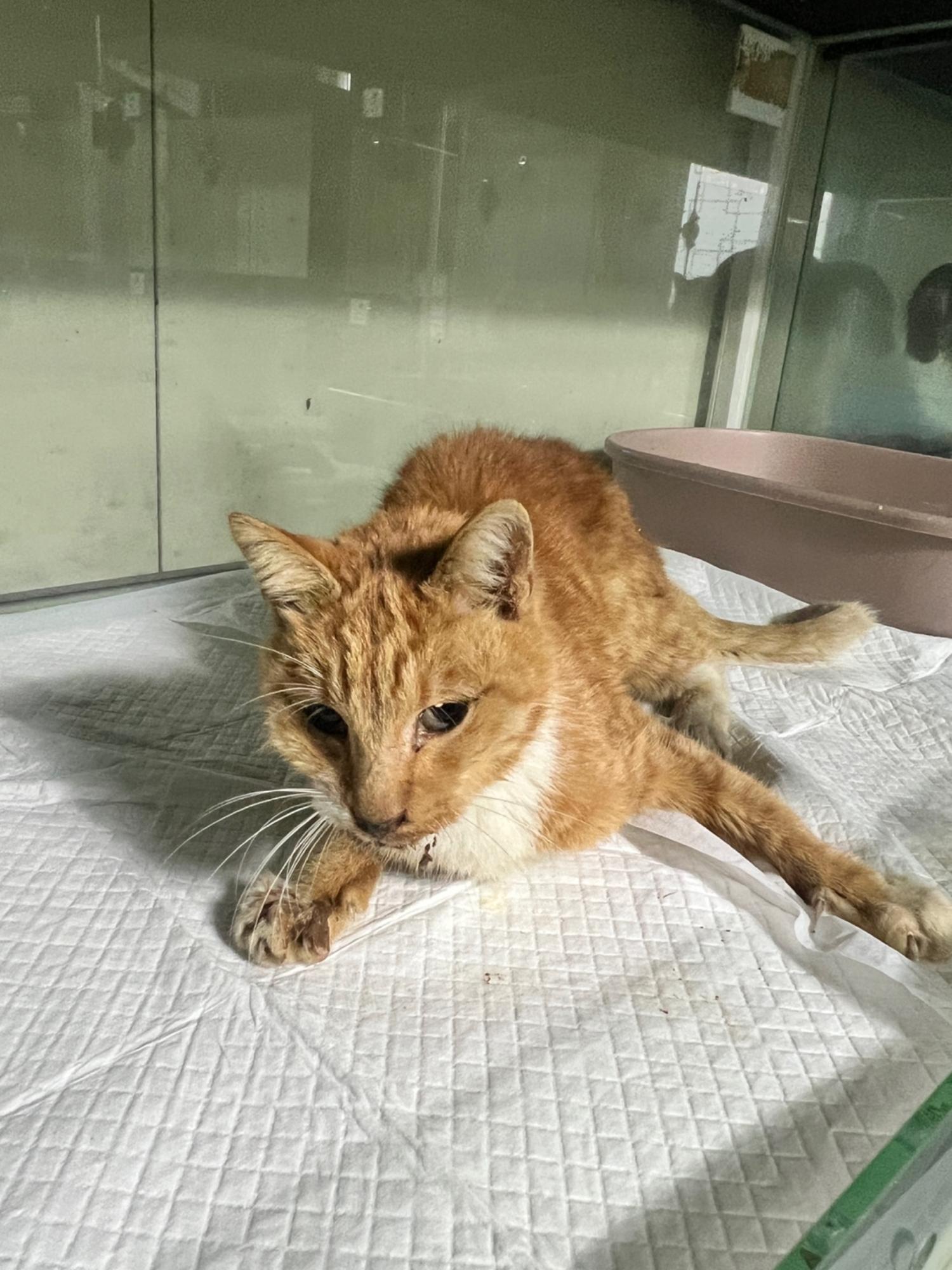 보호중 한국 고양이…