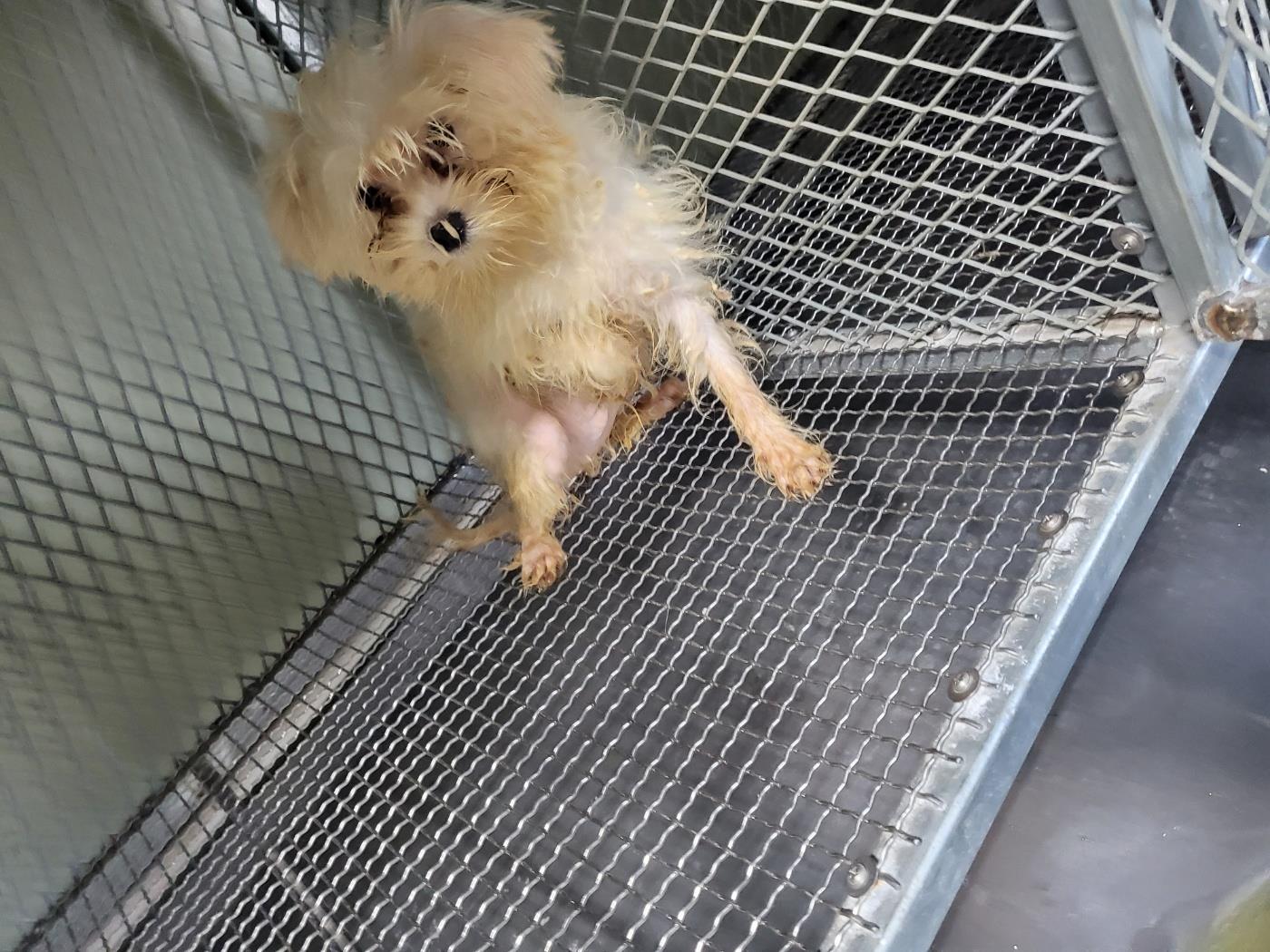 (사)하얀비둘기_426336202400849