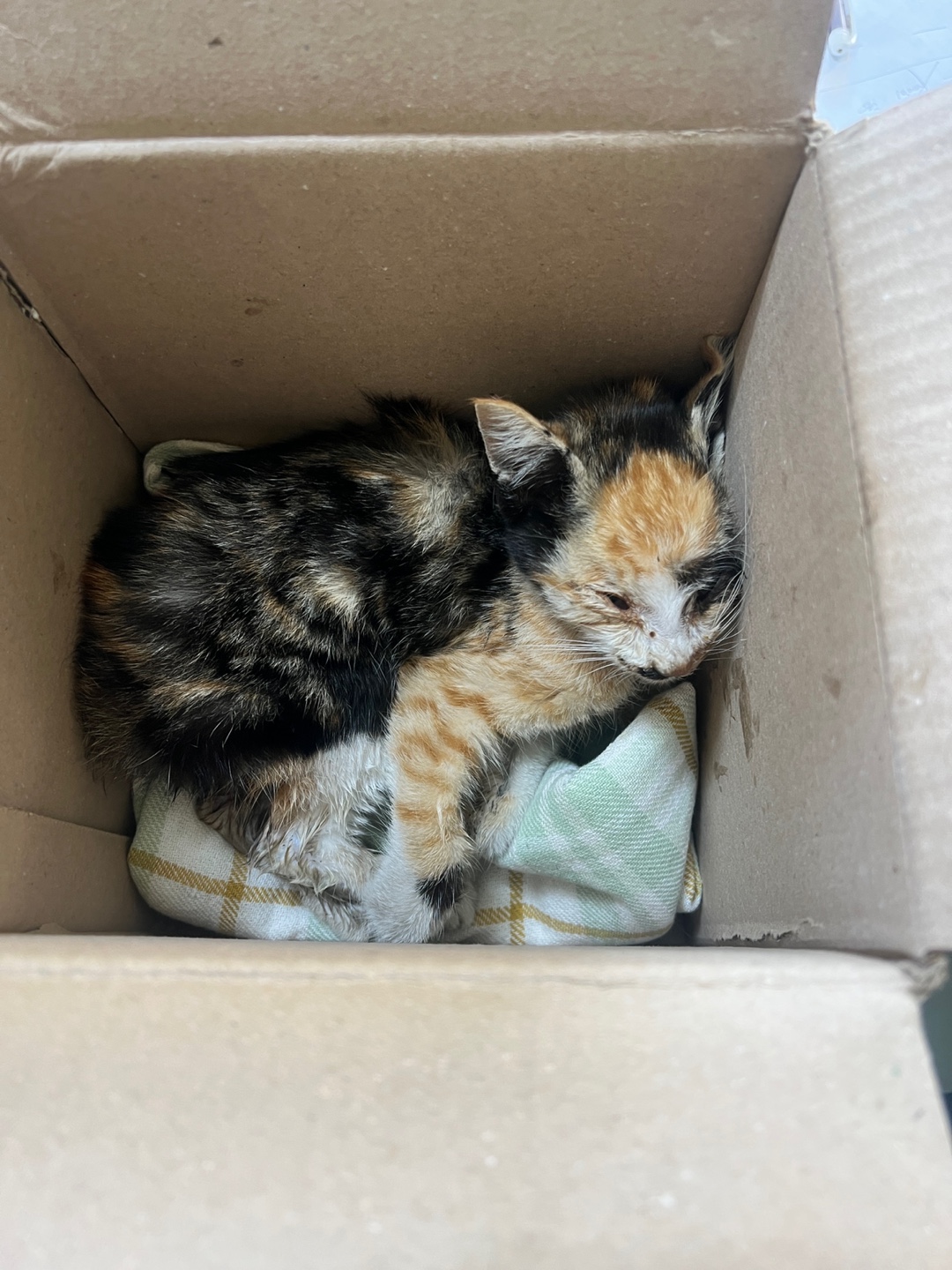 종료(자연사) 한국…