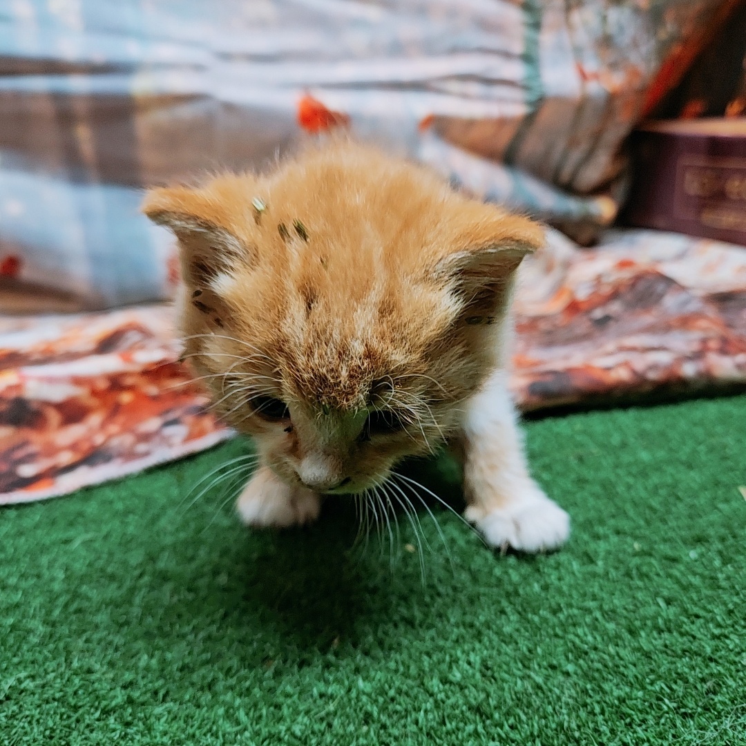 나주유기동물보호센터_446483202401787