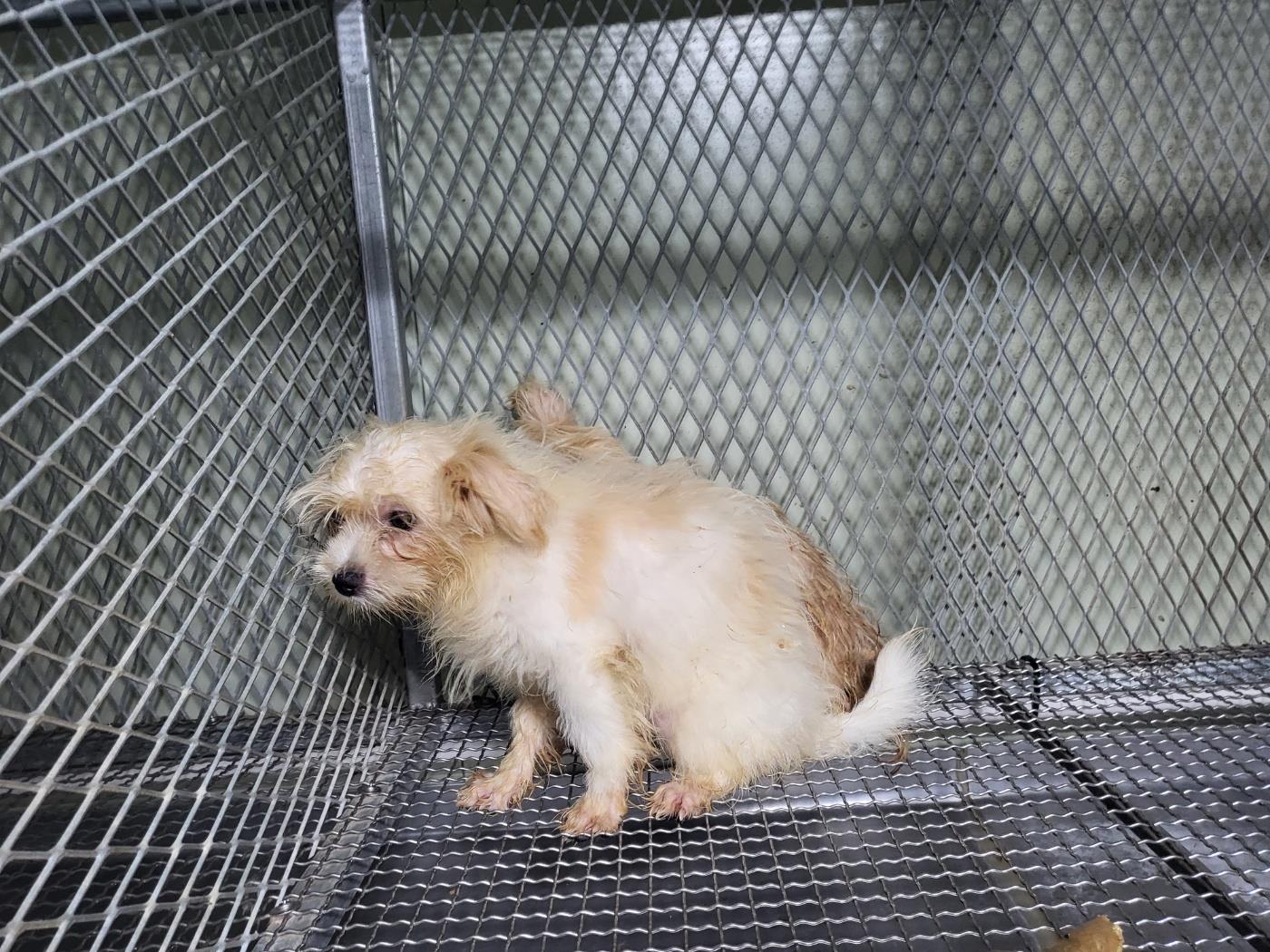 보호중 말티즈의 가…