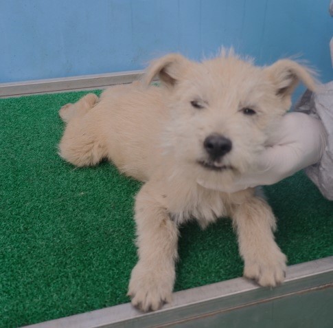 제주 동물보호센터_450650202403470