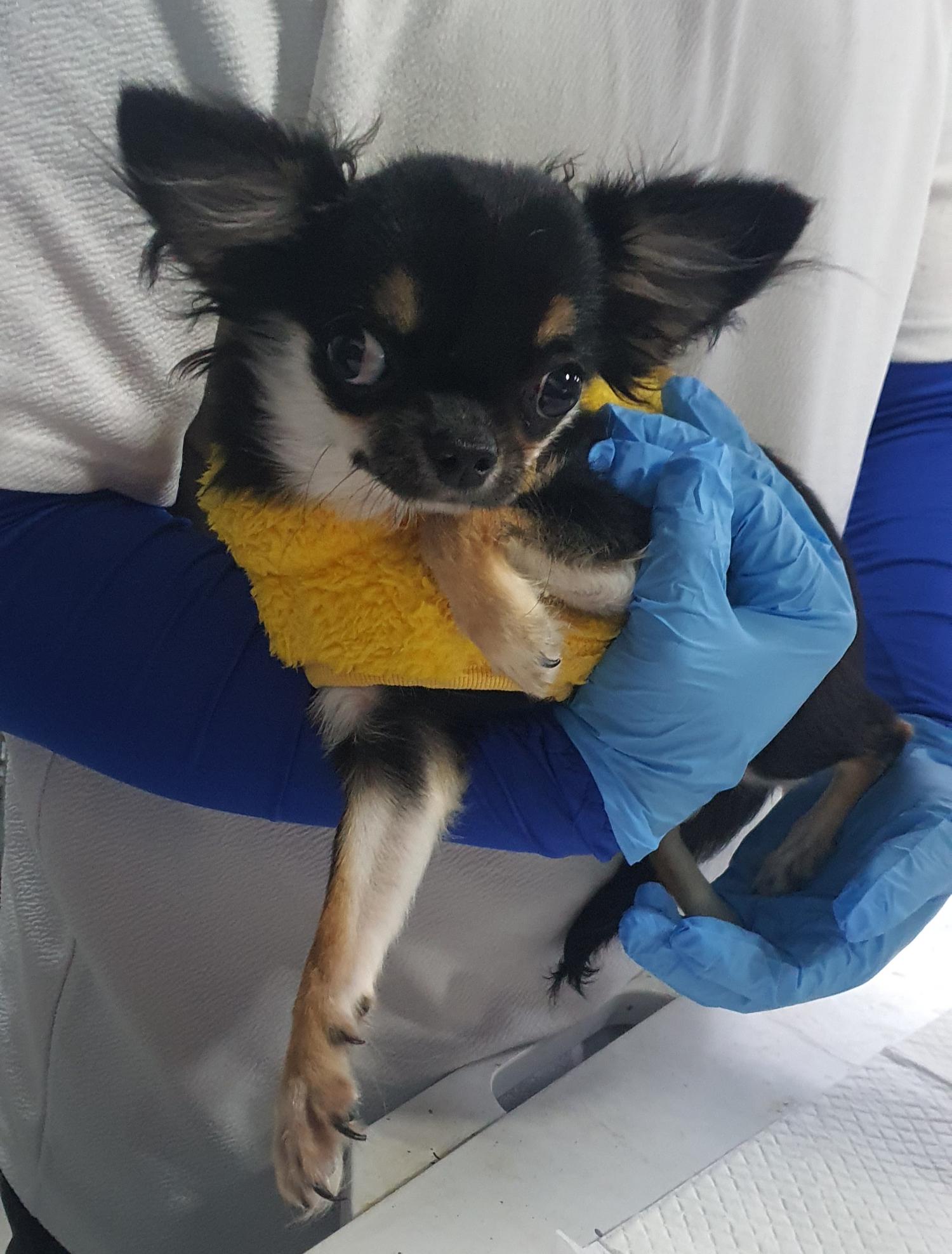 인천광역시수의사회_428351202400836