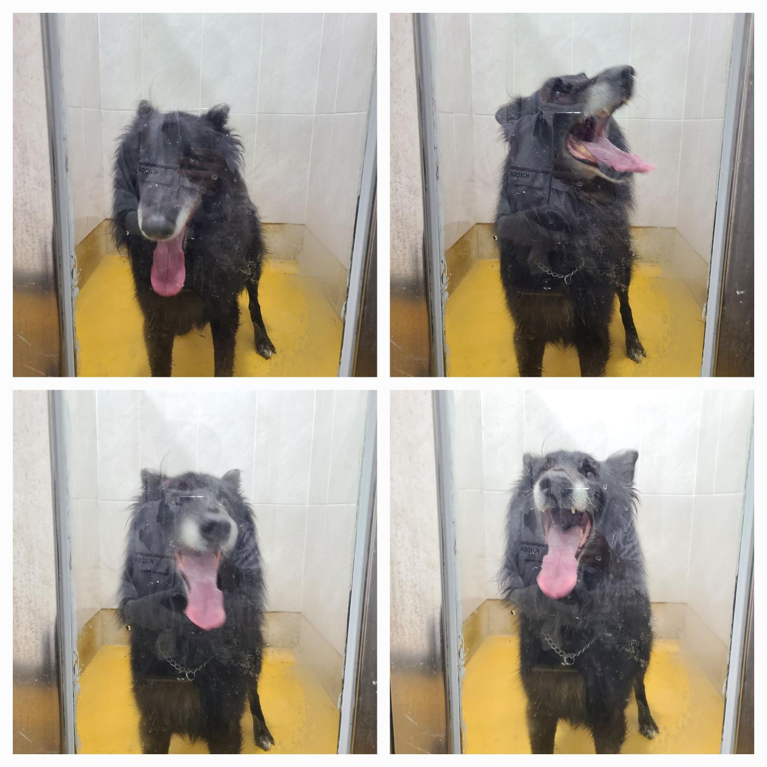 천안시 동물보호센터_444449202402173