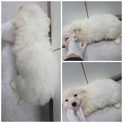논산시 동물보호센터_444454202401117
