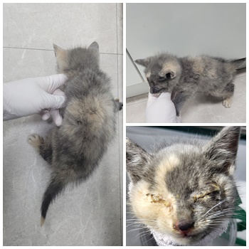 논산시 동물보호센터_444454202401115