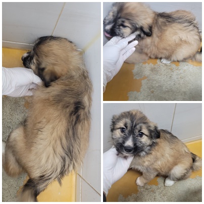 논산시 동물보호센터_444454202401119