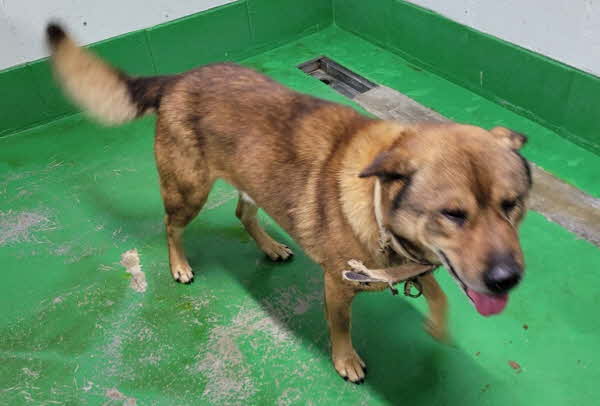 보호중 믹스견의 가…