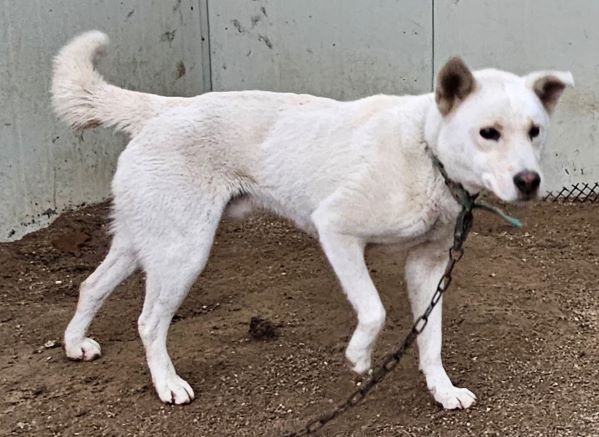 보호중 믹스견의 가…