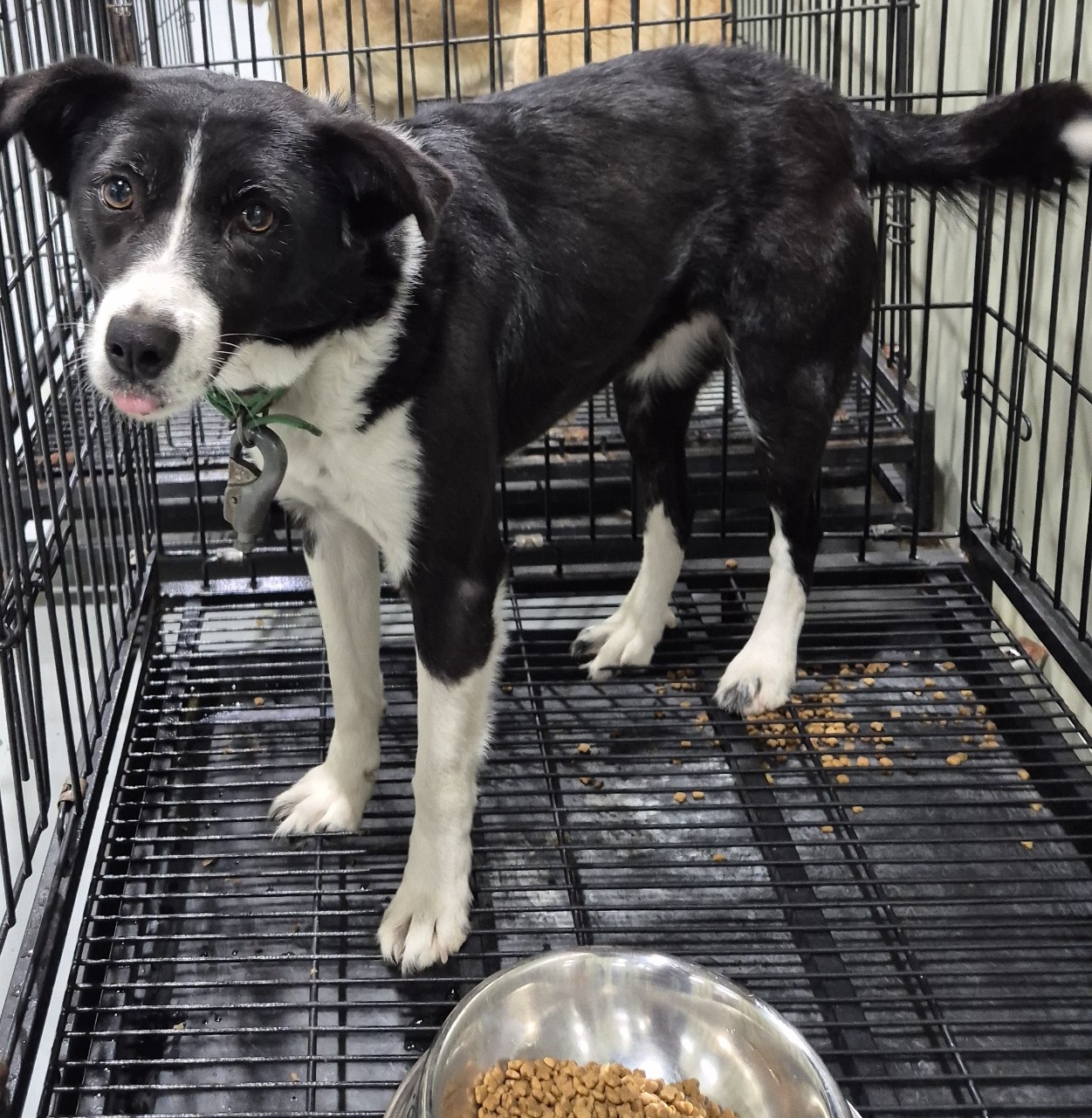 종료(반환) 믹스견…