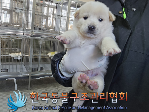 한국동물구조관리협회_441406202402082