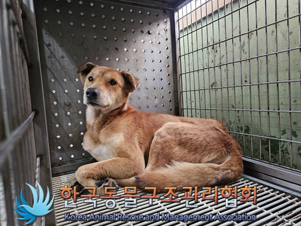 한국동물구조관리협회_441382202400820