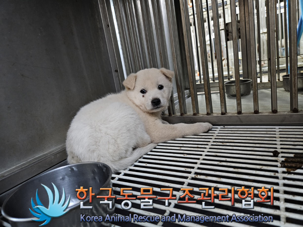 한국동물구조관리협회_441409202401859