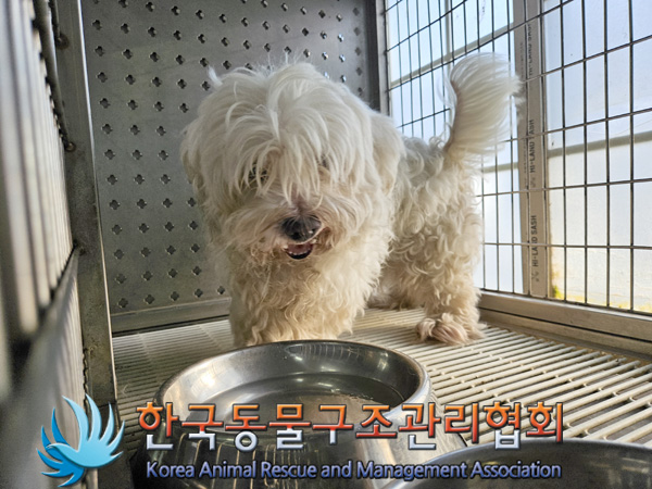 종료(입양) 믹스견…