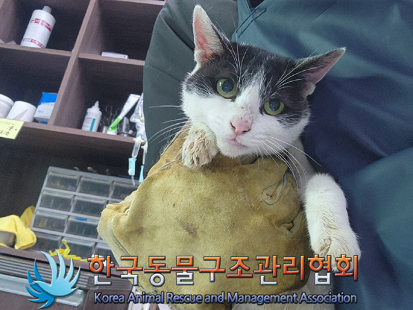 종료(안락사) 한국…