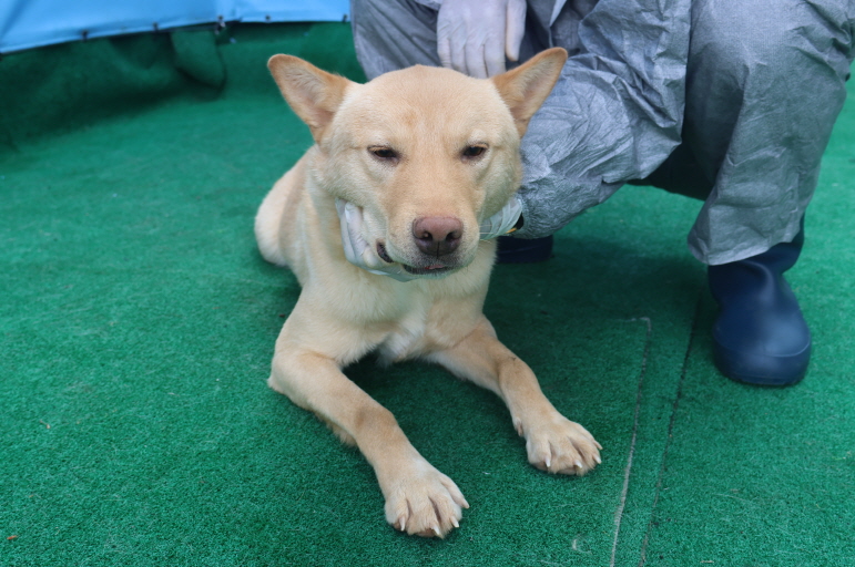 제주 동물보호센터_450650202403499