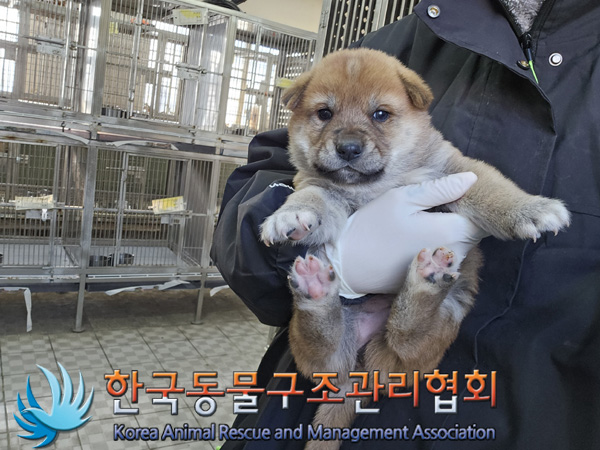 한국동물구조관리협회_441406202402079
