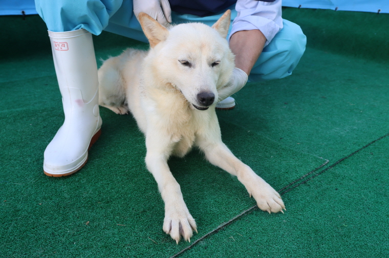 제주 동물보호센터_450650202403482