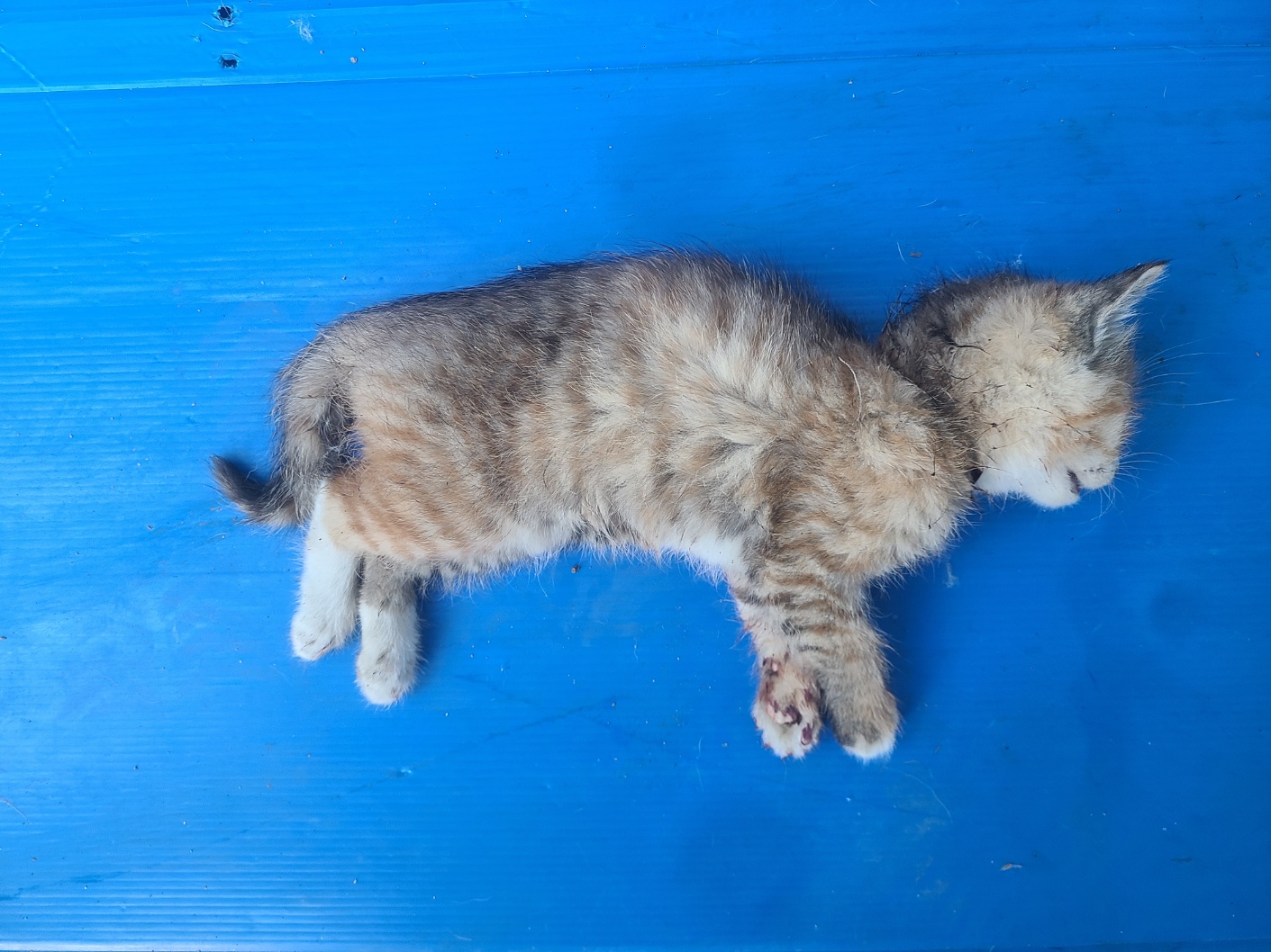 한국야생동물보호협회_441393202402023