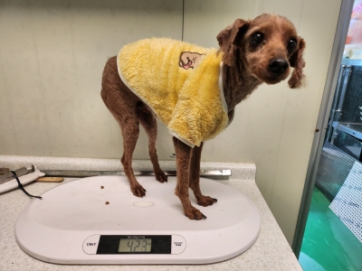 종료(반환) 푸들의…