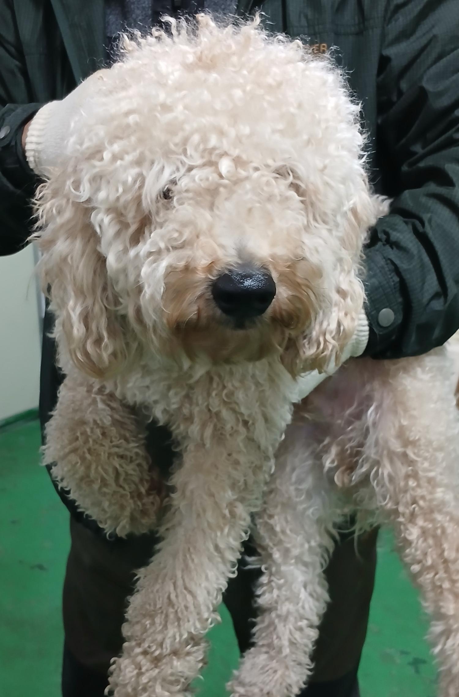 대구유기동물보호협회_427347202400983