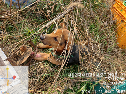 대전동물보호센터_430365202400596