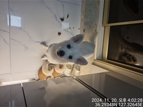 대전동물보호센터_430366202400728