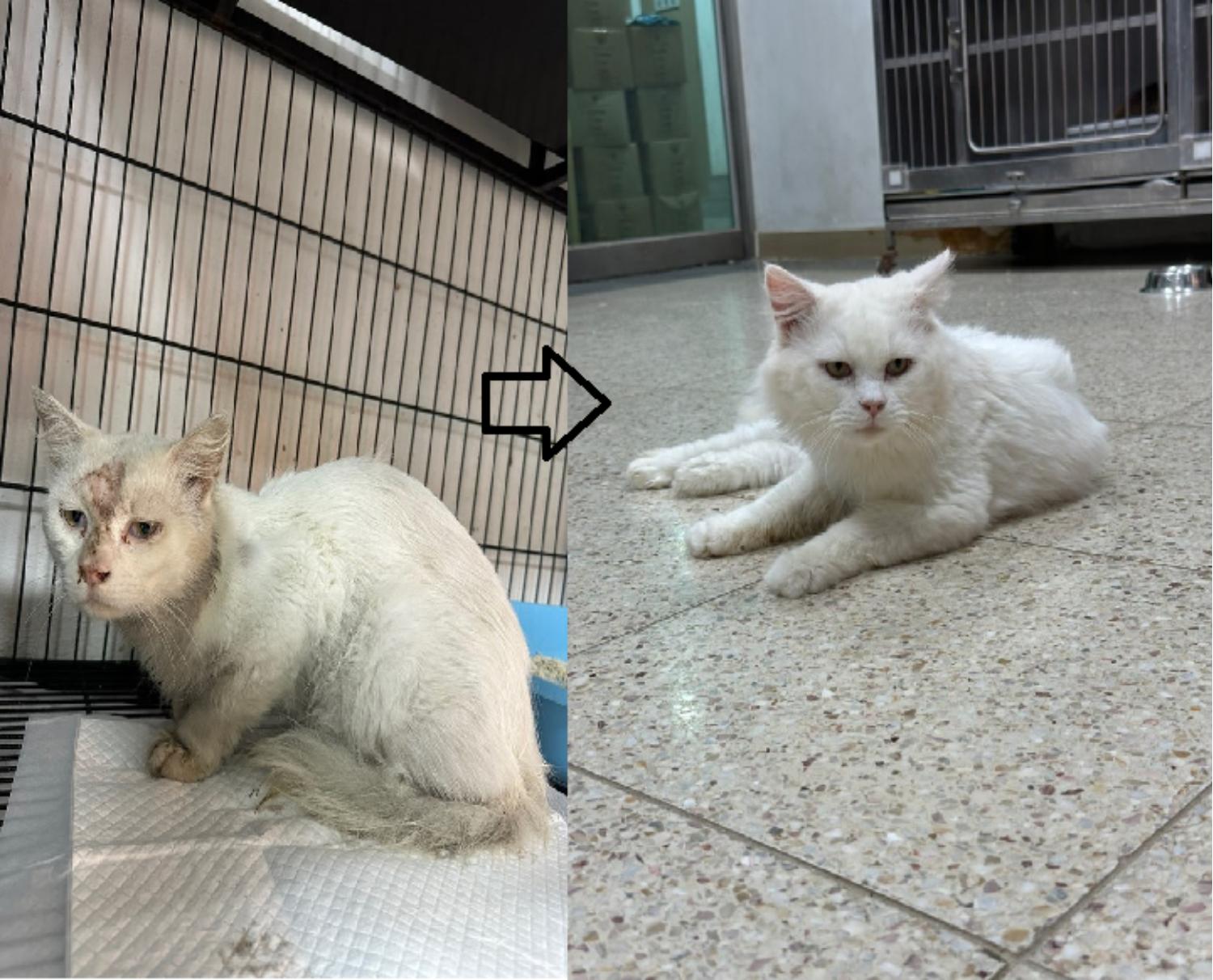 [고양이] 믹스묘 충북-청주-2024-00621 유기동물 배경 이미지 입니다.